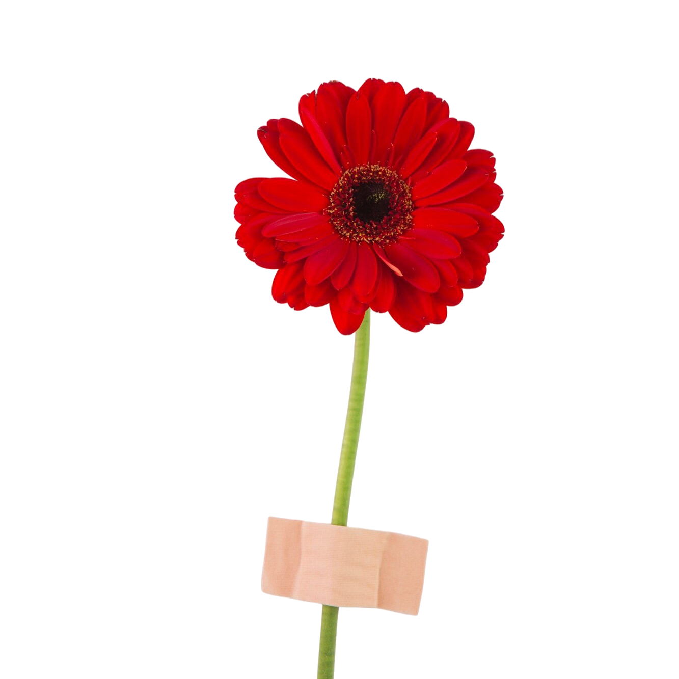 Red flower with a small wooden sign on a white background